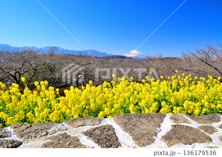 吾妻山公園 菜の花と富士山 吾妻山公園 菜の花と富士山 136179536