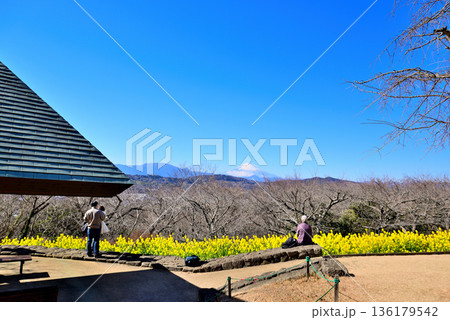 吾妻山公園 菜の花と富士山 吾妻山公園 菜の花と富士山 136179542