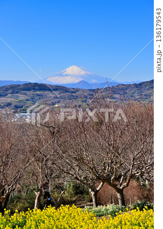 吾妻山公園　菜の花と富士山 136179543