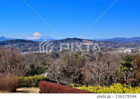 吾妻山公園 菜の花と富士山 吾妻山公園 菜の花と富士山 136179544
