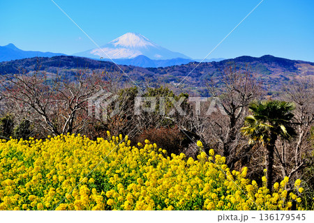 吾妻山公園　菜の花と富士山 136179545