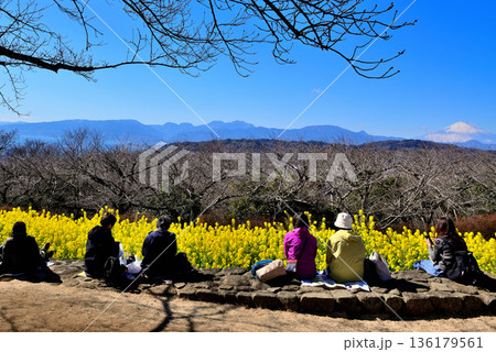 吾妻山公園　菜の花と富士山 136179561