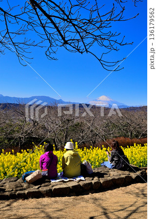 吾妻山公園 菜の花と富士山 吾妻山公園 菜の花と富士山 136179562