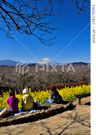 吾妻山公園　菜の花と富士山 136179563