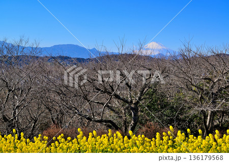 吾妻山公園　菜の花と富士山 136179568
