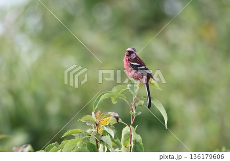 夏羽のベニマシコのオス 136179606