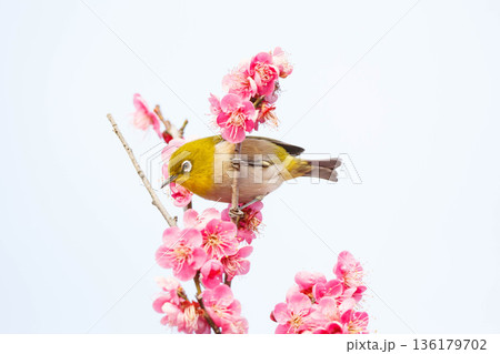 梅の花の蜜を求めるメジロ 136179702