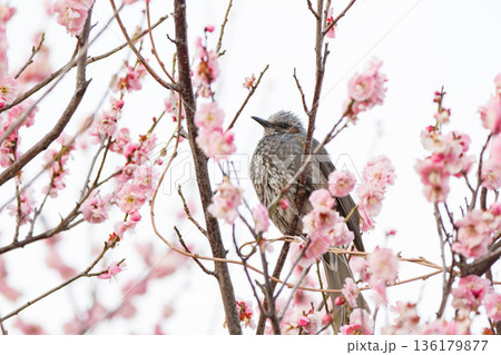 梅の花の蜜を求めるヒヨドリ 136179877