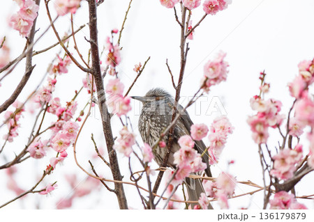 梅の花の蜜を求めるヒヨドリ 梅の花の蜜を求めるヒヨドリ 136179879