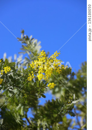 青空に映える満開のミモザの花 青空に映える満開のミモザの花 136180050