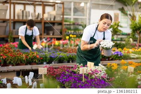Young salesgirl preparing for sale potted evergreen iberis 136180211