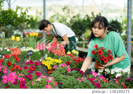 Young Asian girl choosing blooming potted petunias in greenhouse 136180273