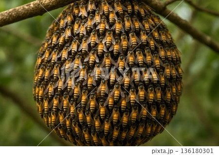 ニホンミツバチの蜂球・天敵に立ち向かう集団の知恵と生命力 ニホンミツバチの蜂球・天敵に立ち向かう集団の知恵と生命力 136180301