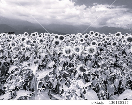 遠くの山並みを背景に一面に咲き誇るひまわり畑の様子を捉えたノスタルジックなモノクローム写真 136180535