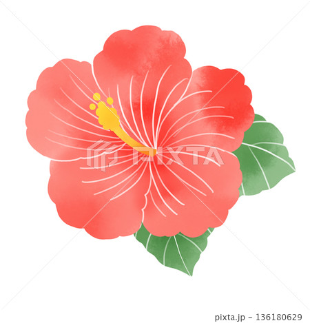 水彩風のハイビスカスイラスト 赤い南国の花と葉のフラワー素材 136180629