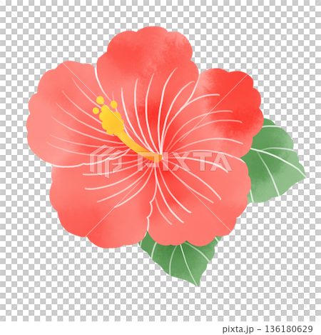 水彩風のハイビスカスイラスト 赤い南国の花と葉のフラワー素材 136180629