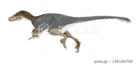 大型ドロマエオサウルス類ユタラプトル羽毛タイプ 大型ドロマエオサウルス類ユタラプトル羽毛タイプ 136180700