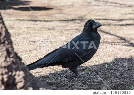公園で辺りを見回すスマートなカラス 136180839