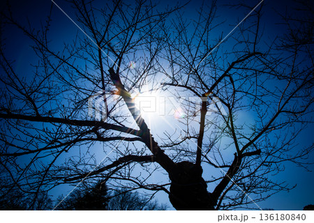 木の下から見上げた冬の太陽 136180840