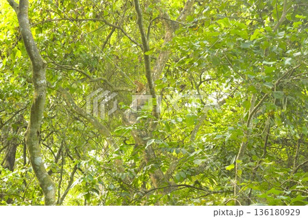 チトワン国立公園の森　ネパール 136180929