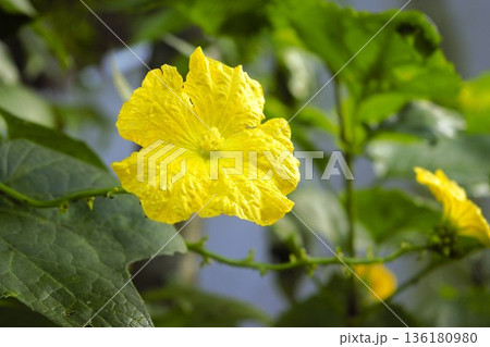 ヘチマの黄色い花 ネパール ヘチマの黄色い花 ネパール 136180980