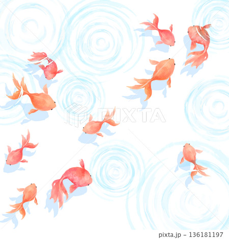 水彩風の涼しげな水で泳ぐたくさんの金魚の透過背景_正方形 136181197