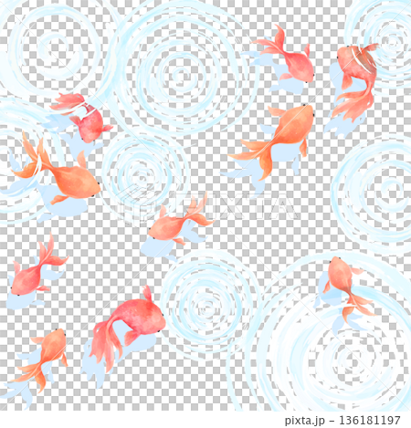 水彩風の涼しげな水で泳ぐたくさんの金魚の透過背景_正方形 136181197