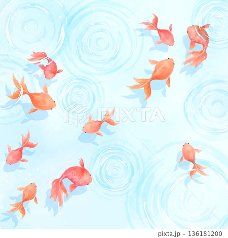 水彩風の涼しげな水で泳ぐたくさんの金魚背景_正方形 136181200