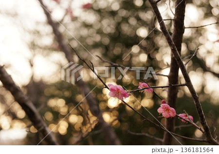 玉ボケと梅の花 玉ボケと梅の花 136181564