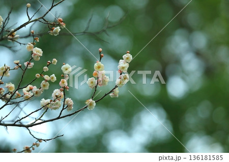 早咲きの白い梅の花 136181585