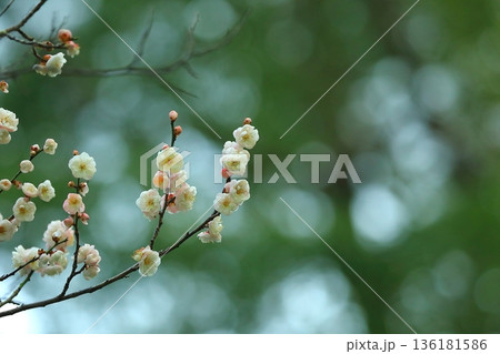 早咲きの白い梅の花 早咲きの白い梅の花 136181586