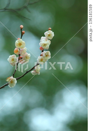 早咲きの白い梅の花 136181589