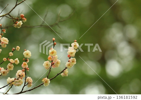 早咲きの白い梅の花 136181592