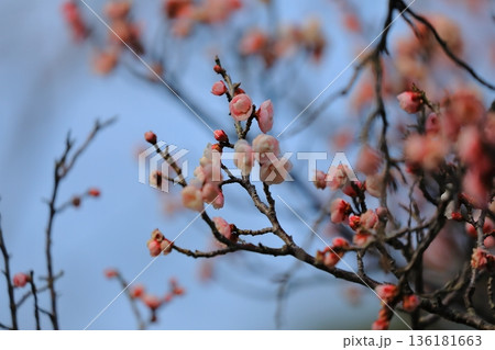 咲き始めた梅の花 咲き始めた梅の花 136181663