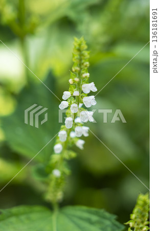 大葉（しそ）の花穂 マクロ撮影 自然の中の穂じそ 136181691