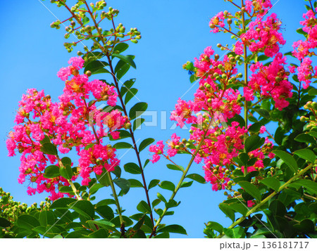 サルスベリの花と青空の風景 136181717
