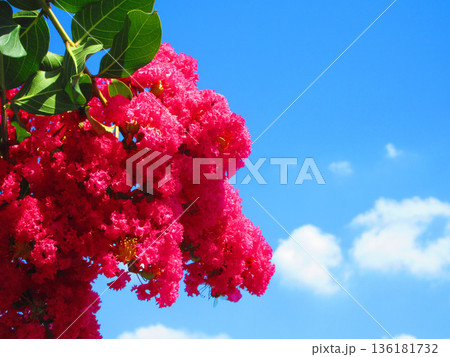 サルスベリのピンク色の満開の花と青空の風景 136181732