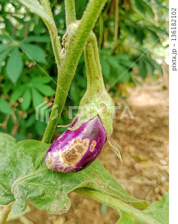 Purple eggplant that are not ready to be picked are attacked by pests Purple eggplant that are not ready to be picked are attacked by pests 136182102