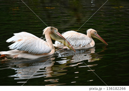 Two Graceful Pelicans Gliding on Tranquil Water Surface Two Graceful Pelicans Gliding on Tranquil Water Surface 136182266