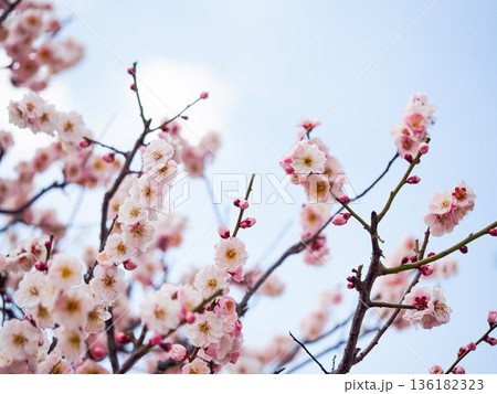 満開の梅の花 136182323