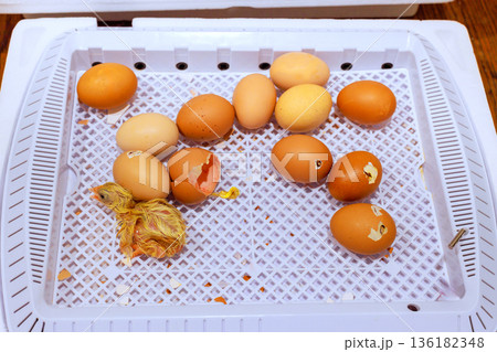 Eggs are placed in an incubator egg chicks hatching, showing chick inside scene shows farm life. Eggs are placed in an incubator egg chicks hatching, showing chick inside scene shows farm life. 136182348