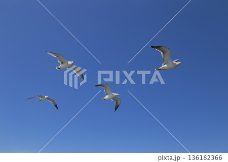 青空を飛ぶカモメ 青空を飛ぶカモメ 136182366