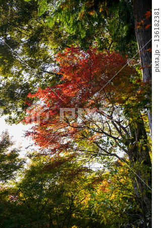 京都高雄神護寺境内の赤く紅葉した楓 京都高雄神護寺境内の赤く紅葉した楓 136182381