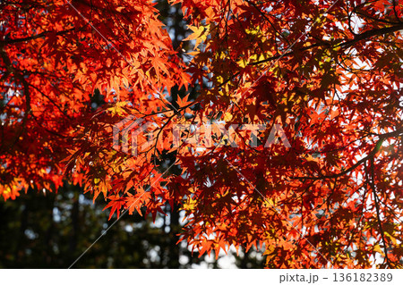 京都高雄神護寺境内の赤く紅葉した楓 136182389