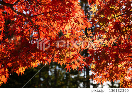 京都高雄神護寺境内の赤く紅葉した楓 136182390
