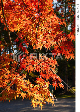 京都高雄神護寺境内の赤く紅葉した楓 136182391