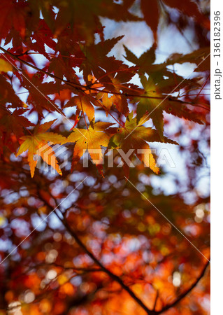 京都高雄神護寺境内の赤く紅葉した楓 京都高雄神護寺境内の赤く紅葉した楓 136182396