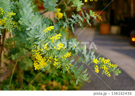 街角に咲く黄色いミモザの花 街角に咲く黄色いミモザの花 136182438