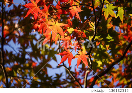 京都高雄神護寺の赤く紅葉した楓 京都高雄神護寺の赤く紅葉した楓 136182513