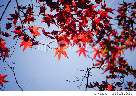 京都高雄神護寺の赤く紅葉した楓 136182516